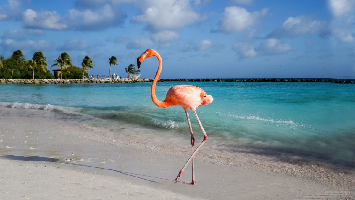 <p>A visit to Flamingo Beach is a fun way to spend a day when on a cruise stop in Aruba.</p><p>Situated on the private Renaissance Island—just a quick boat ride away from Oranjestad—this beach offers a unique opportunity to get up close with friendly flamingos in the turquoise waters.</p><p>Chances are you’ve seen photos of these flamingos all over social media.</p><p>Enjoy a peaceful sunbathing session amongst these captivating birds, capture Instagram-worthy photos, or even feed them.</p><p>Just to let you know, admission to the island is limited to guests of the Renaissance Resort, but <a href="https://www.flannelsorflipflops.com/aruba-resort-day-passes/">day passes </a>can be purchased same-day, subject to availability.</p><p>Try to visit outside peak season and have a backup plan for if passes are sold out. If you do snag passes, enjoy a memorable visit to Flamingo Beach.</p>