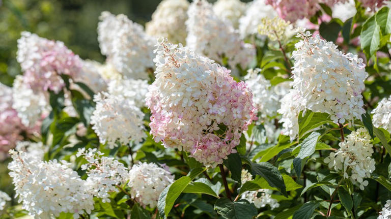 Keep Limelight Hydrangea Bushes From Flopping Over With This Helpful 