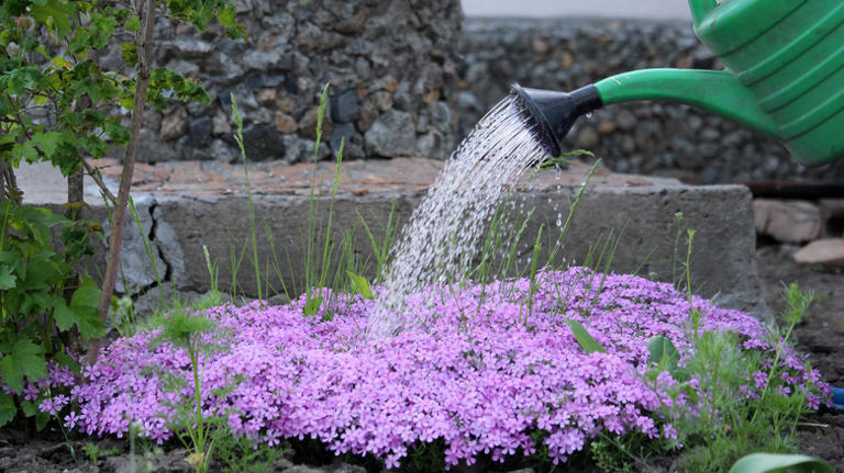 Here's When You Should Be Planting Creeping Phlox For A Garden Full Of ...