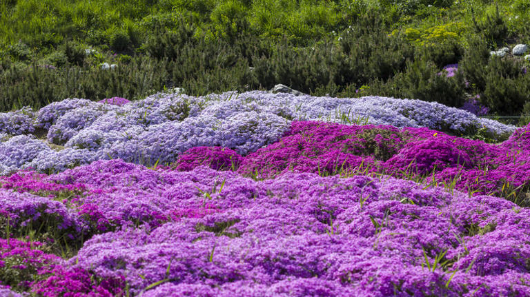 Here's When You Should Be Planting Creeping Phlox For A Garden Full Of ...
