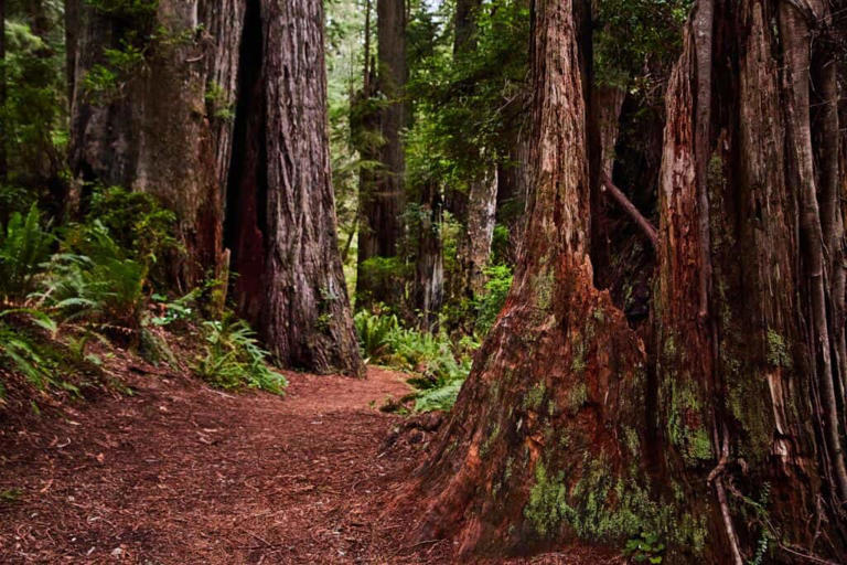 A path through ancient redwoods in Northern California. Photo credit: YayImages.