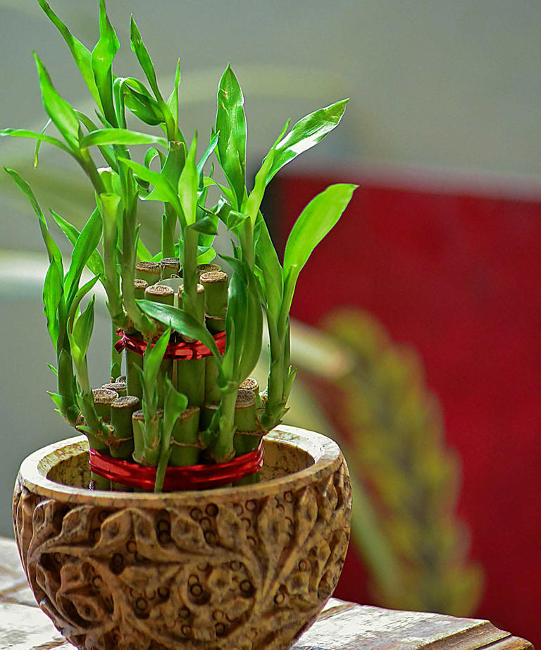 Lucky bamboo plant care — 7 pro tips for success