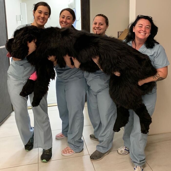 80 Dogs Who Don’t Understand How BIG They Are (New Pics)