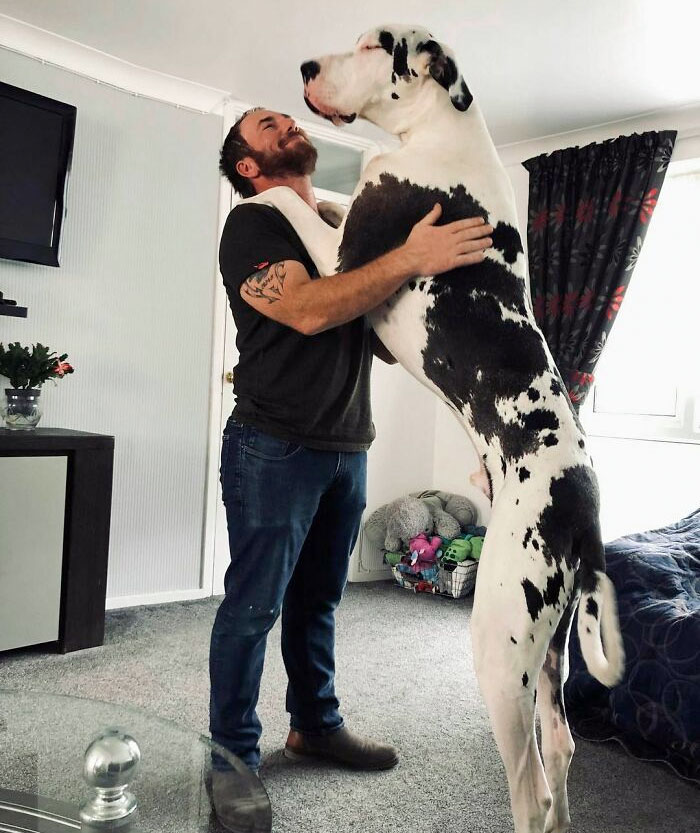 80 Dogs Who Don’t Understand How BIG They Are (New Pics)
