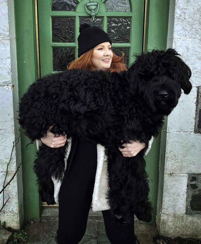 80 Dogs Who Don’t Understand How BIG They Are (New Pics)