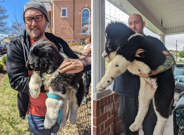 80 Dogs Who Don’t Understand How BIG They Are (New Pics)