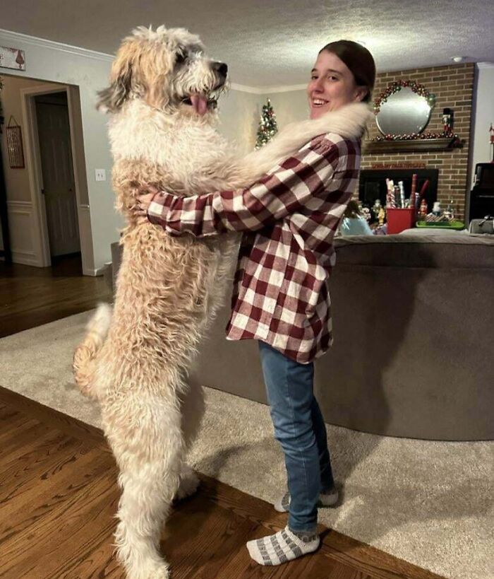 80 Dogs Who Don’t Understand How BIG They Are (New Pics)