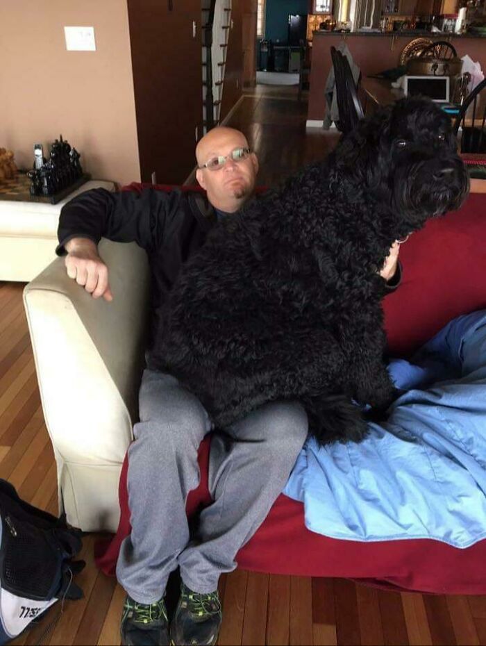 80 Dogs Who Don’t Understand How BIG They Are (New Pics)
