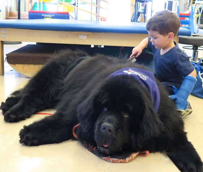 80 Dogs Who Don’t Understand How BIG They Are (New Pics)