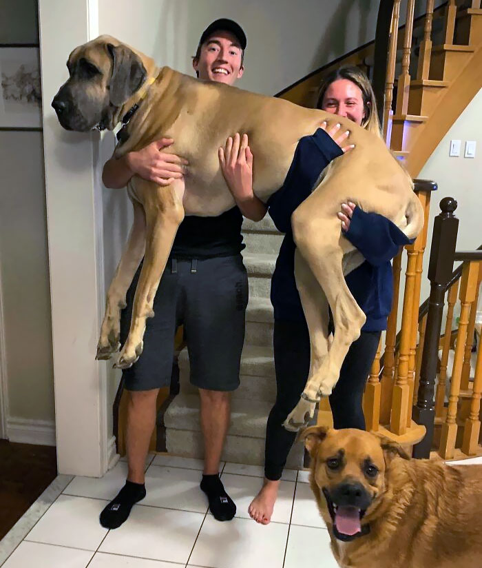 80 Dogs Who Don’t Understand How BIG They Are (New Pics)