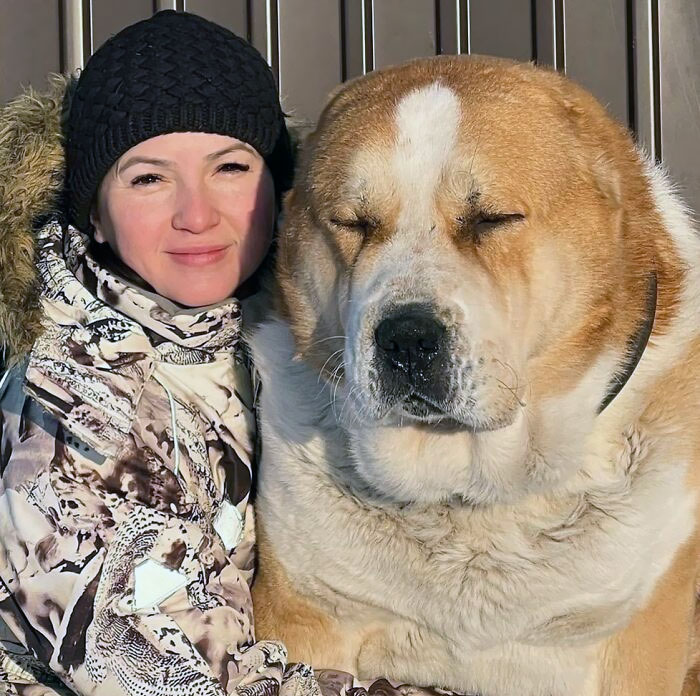 80 Dogs Who Don’t Understand How BIG They Are (New Pics)