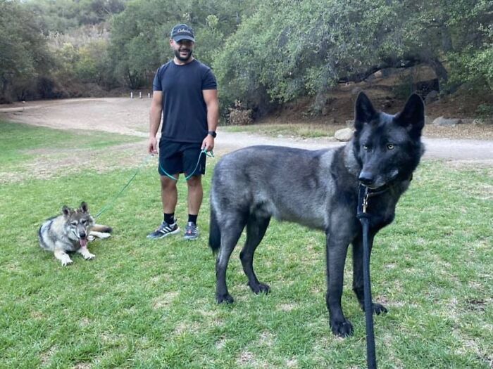 80 Dogs Who Don’t Understand How BIG They Are (New Pics)