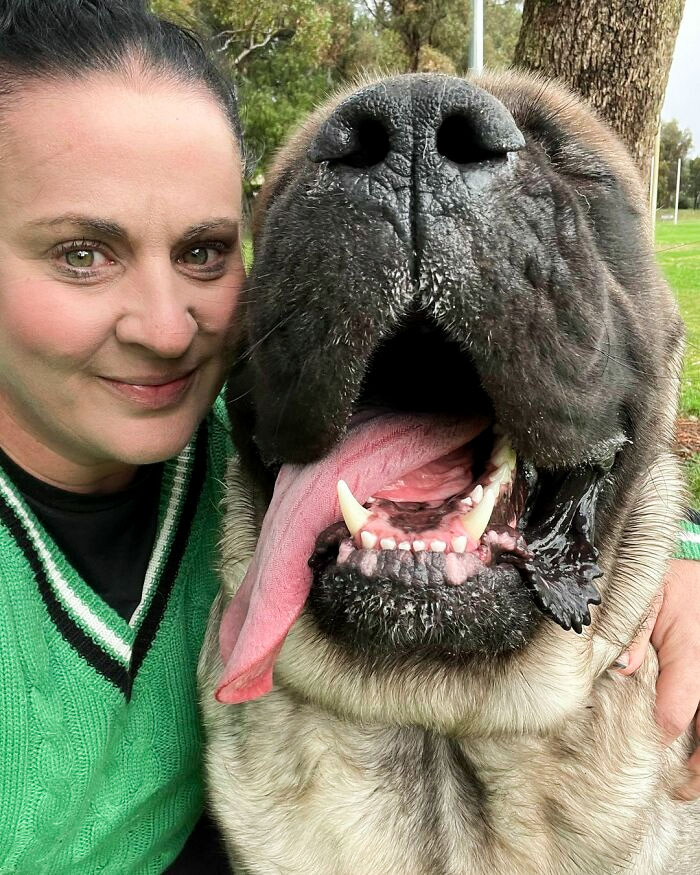 80 Dogs Who Don’t Understand How BIG They Are (New Pics)