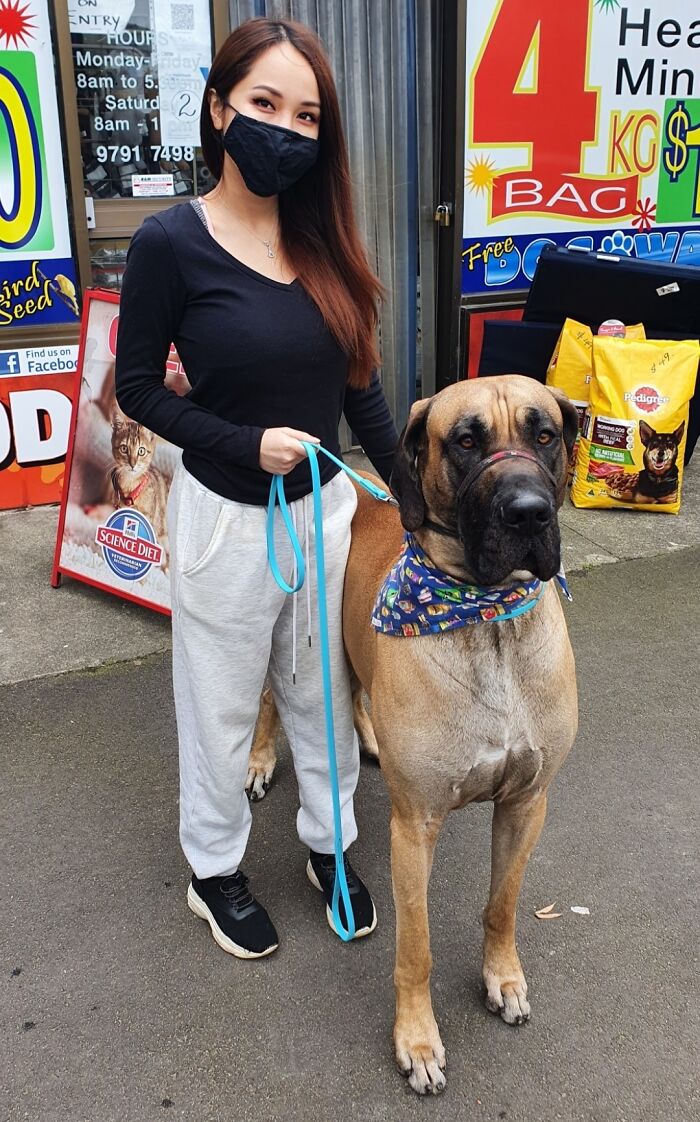 80 Dogs Who Don’t Understand How BIG They Are (New Pics)