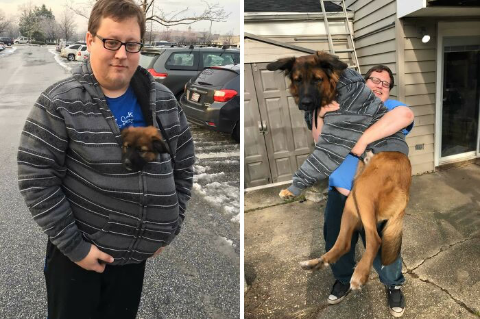 80 Dogs Who Don’t Understand How BIG They Are (New Pics)