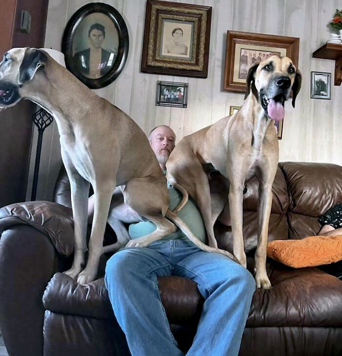 80 Dogs Who Don’t Understand How BIG They Are (New Pics)