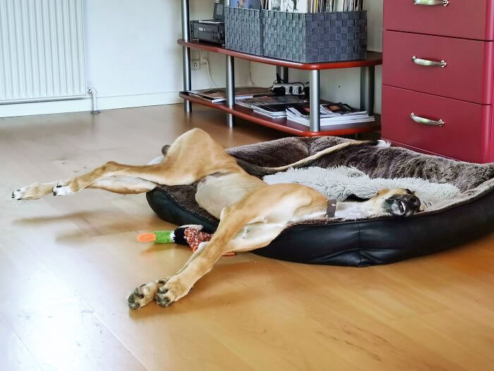 80 Dogs Who Don’t Understand How BIG They Are (New Pics)