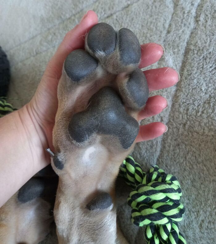 80 Dogs Who Don’t Understand How BIG They Are (New Pics)