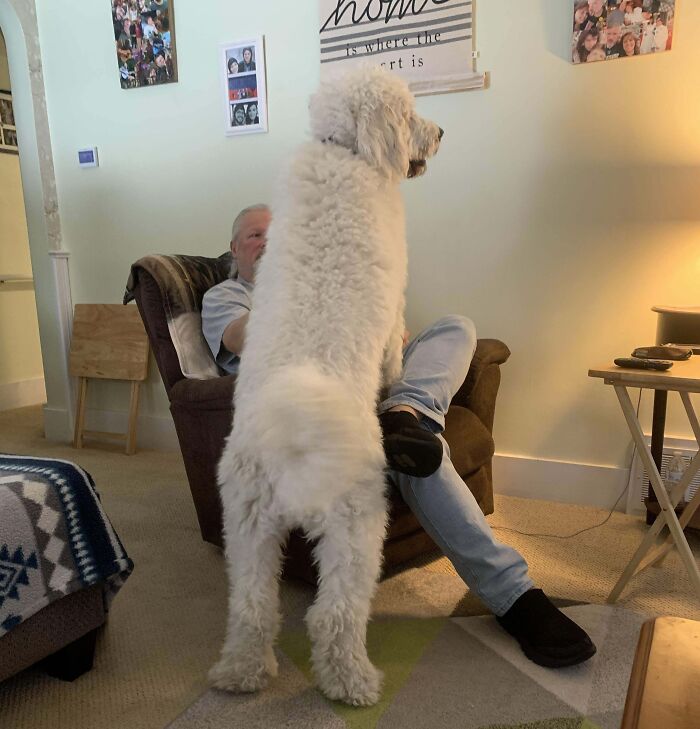 80 Dogs Who Don’t Understand How BIG They Are (New Pics)