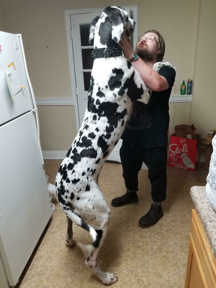80 Dogs Who Don’t Understand How BIG They Are (New Pics)