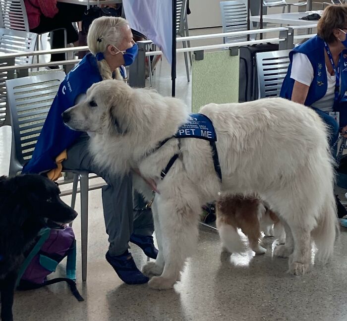 80 Dogs Who Don’t Understand How BIG They Are (New Pics)