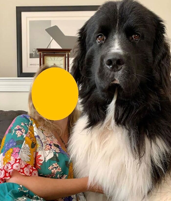 80 Dogs Who Don’t Understand How BIG They Are (New Pics)