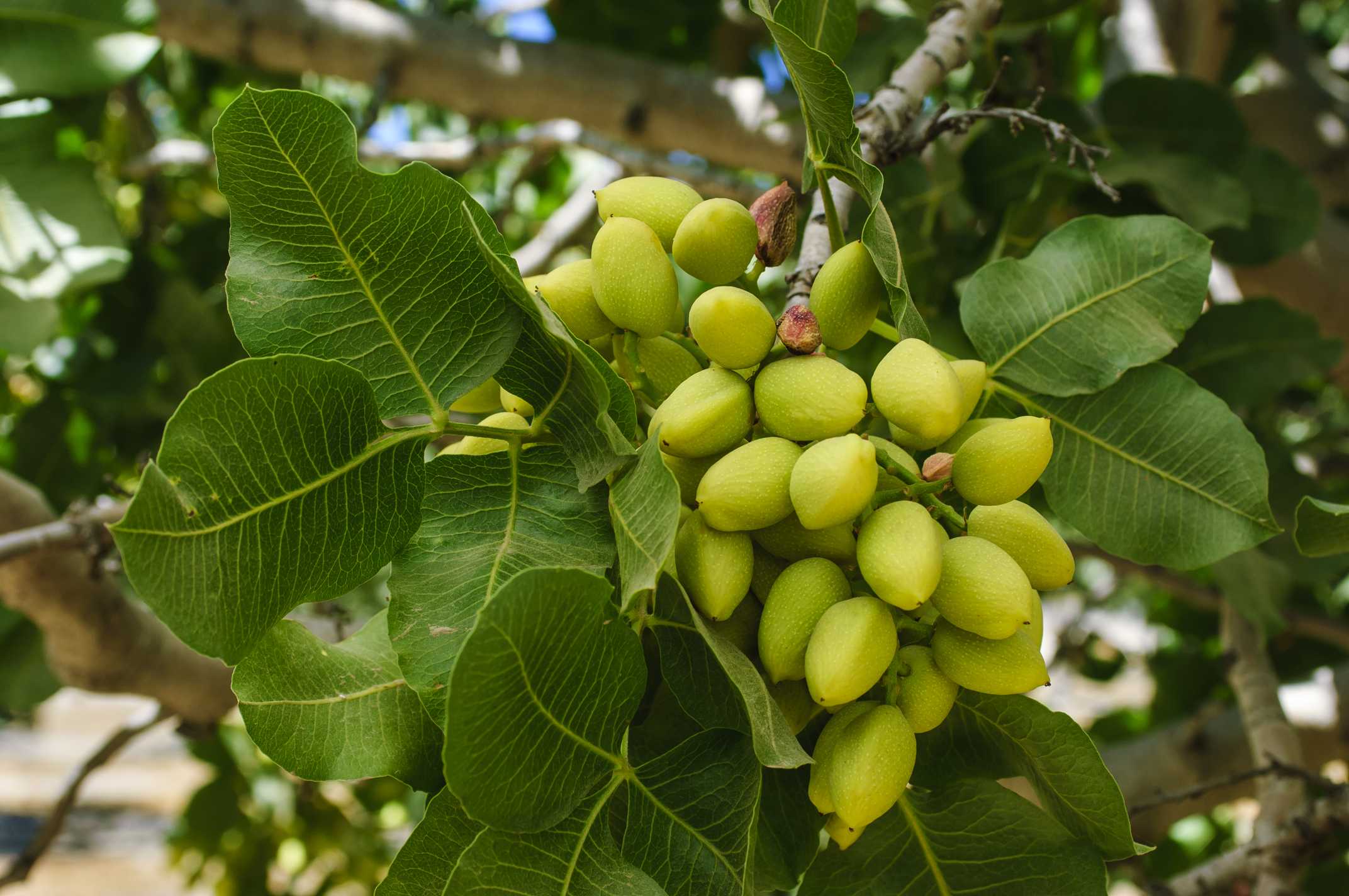 Pistachio: Nutrition Professionals Weigh In On Health Benefits 