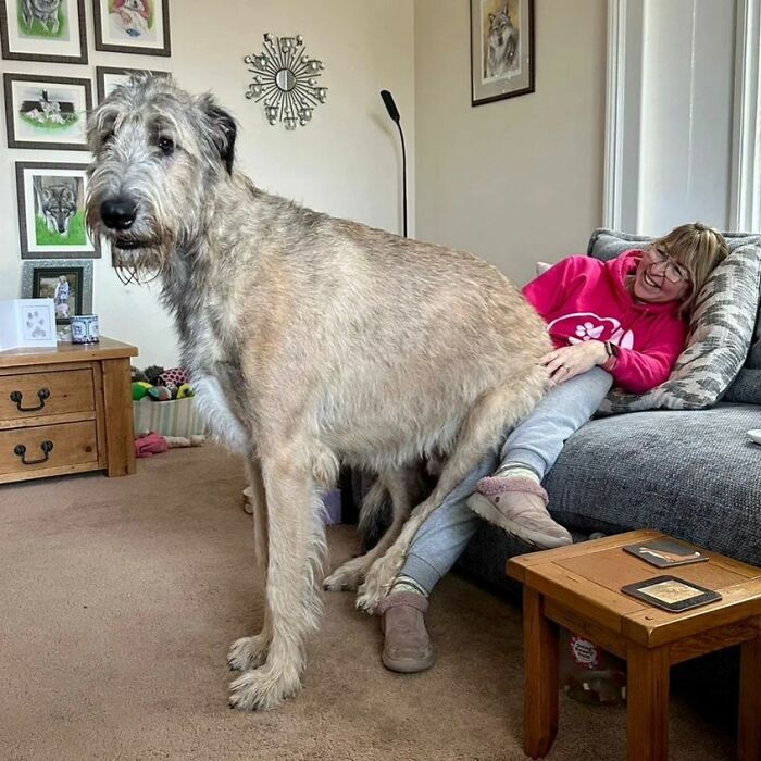 80 Dogs Who Don’t Understand How BIG They Are (New Pics)