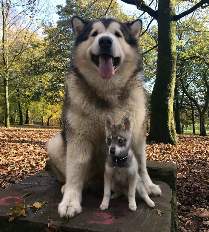 80 Dogs Who Don’t Understand How BIG They Are (New Pics)