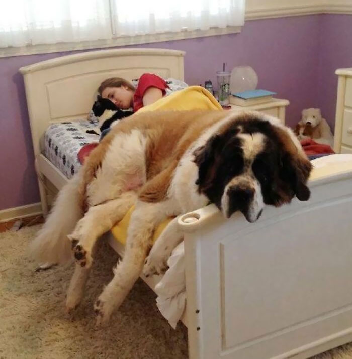 80 Dogs Who Don’t Understand How BIG They Are (New Pics)