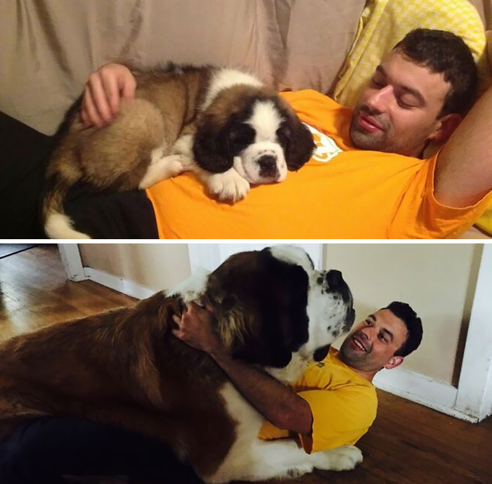 80 Dogs Who Don’t Understand How BIG They Are (New Pics)