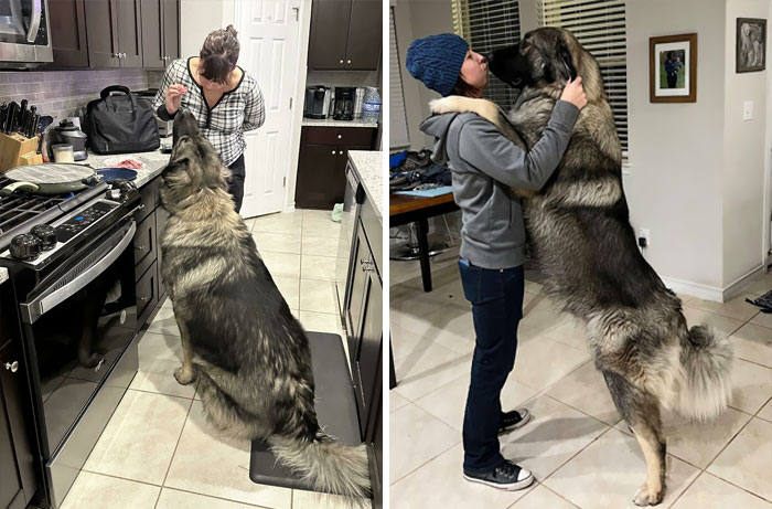 80 Dogs Who Don’t Understand How BIG They Are (New Pics)