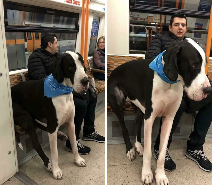 80 Dogs Who Don’t Understand How BIG They Are (New Pics)