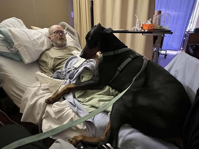 80 Dogs Who Don’t Understand How BIG They Are (New Pics)