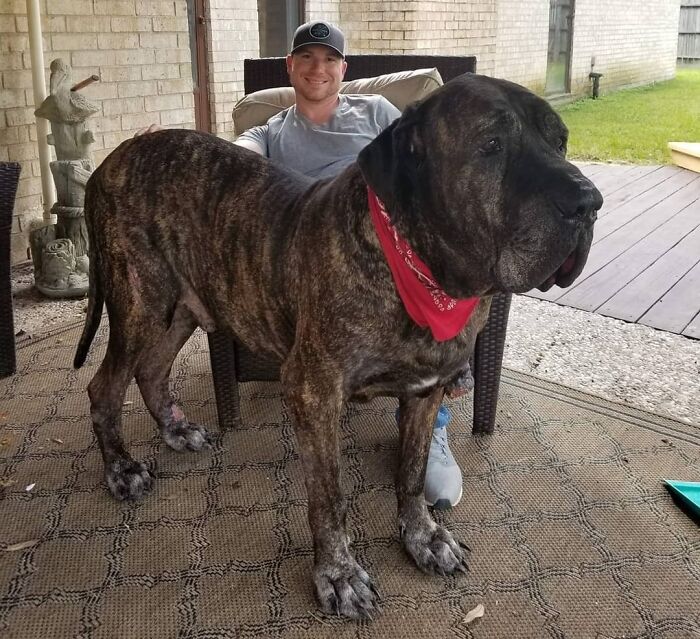 80 Dogs Who Don’t Understand How BIG They Are (New Pics)