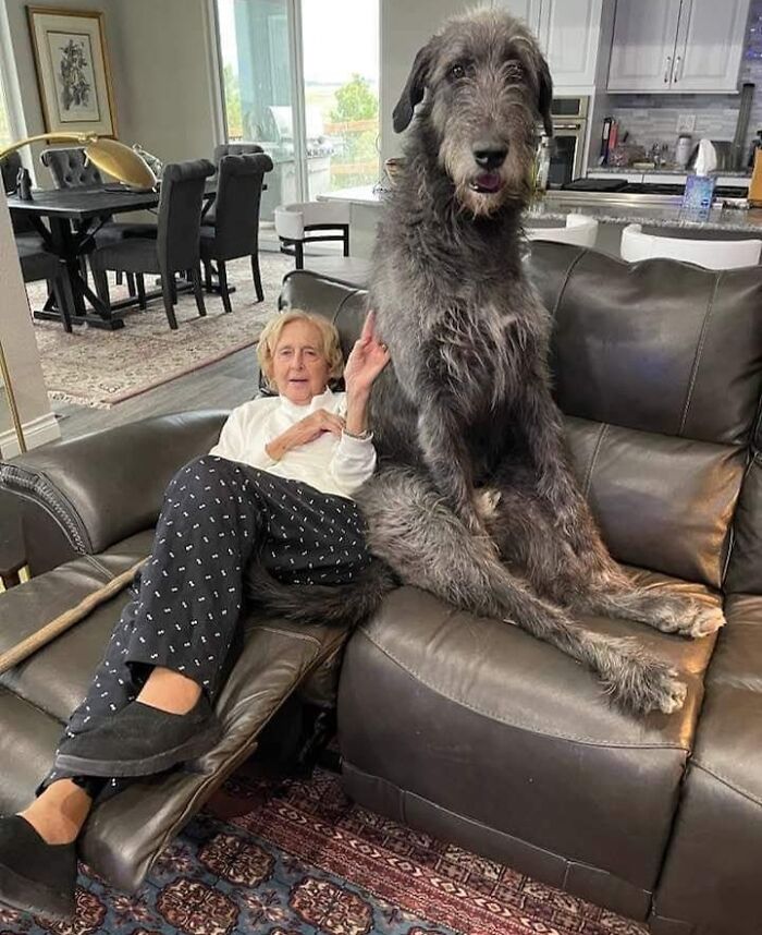 80 Dogs Who Don’t Understand How BIG They Are (New Pics)