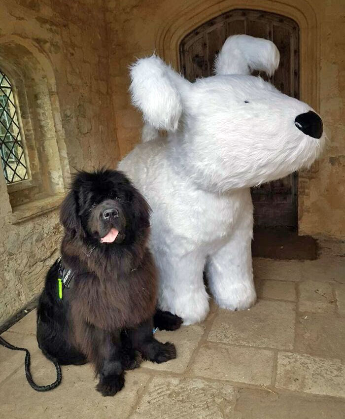 80 Dogs Who Don’t Understand How BIG They Are (New Pics)