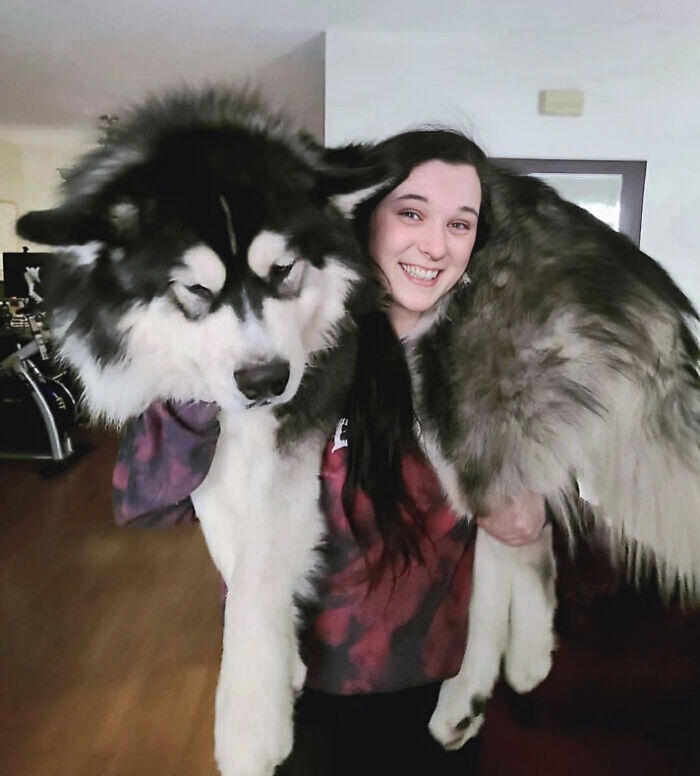 80 Dogs Who Don’t Understand How BIG They Are (New Pics)