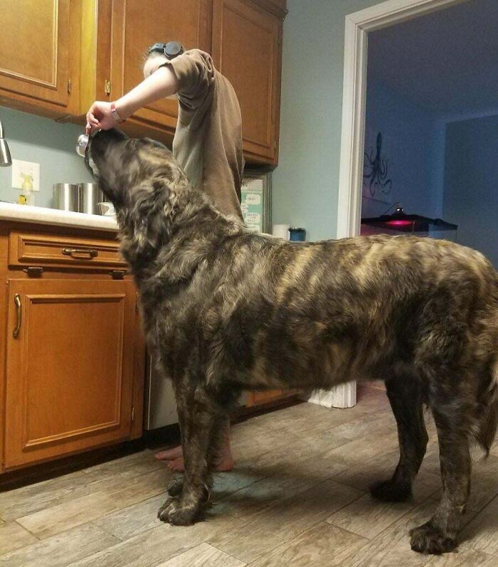 80 Dogs Who Don’t Understand How BIG They Are (New Pics)