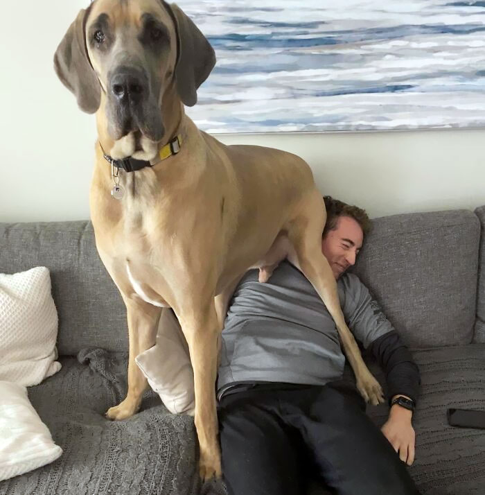 80 Dogs Who Don’t Understand How BIG They Are (New Pics)
