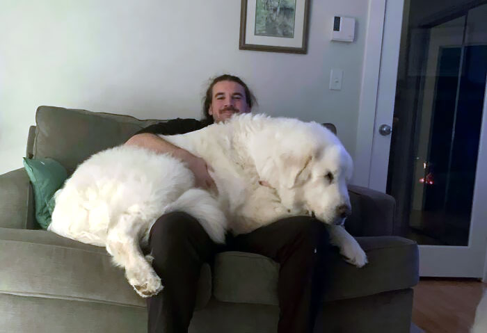 80 Dogs Who Don’t Understand How BIG They Are (New Pics)