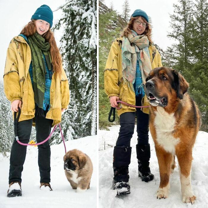 80 Dogs Who Don’t Understand How BIG They Are (New Pics)