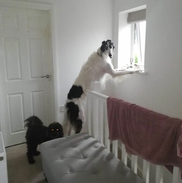 80 Dogs Who Don’t Understand How BIG They Are (New Pics)
