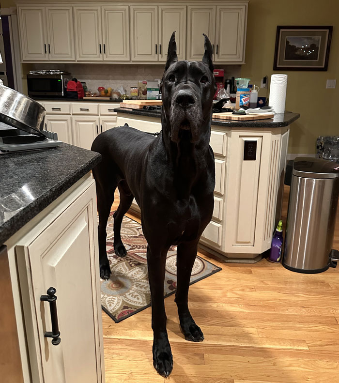 80 Dogs Who Don’t Understand How BIG They Are (New Pics)