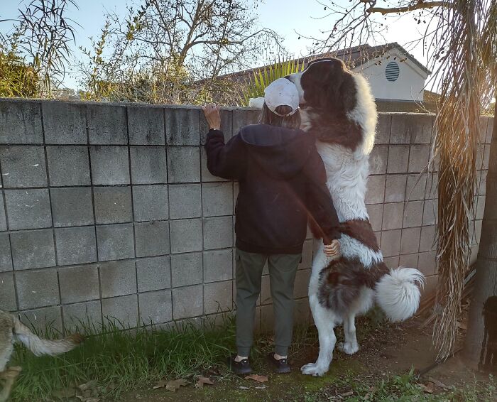 80 Dogs Who Don’t Understand How BIG They Are (New Pics)