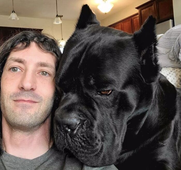 80 Dogs Who Don’t Understand How BIG They Are (New Pics)