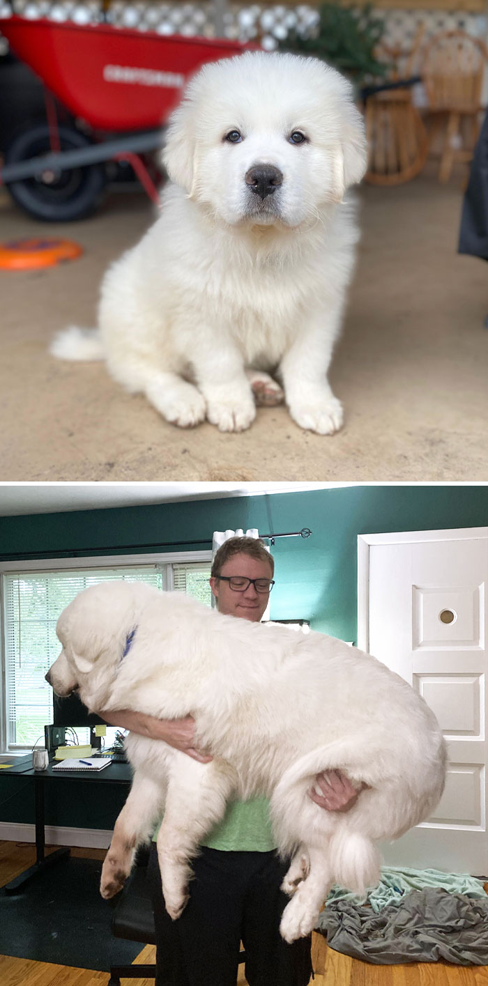 80 Dogs Who Don’t Understand How BIG They Are (New Pics)
