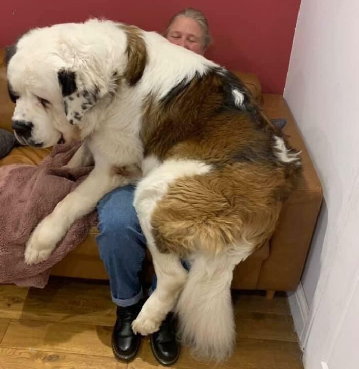 80 Dogs Who Don’t Understand How BIG They Are (New Pics)