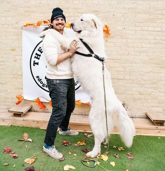 80 Dogs Who Don’t Understand How BIG They Are (New Pics)