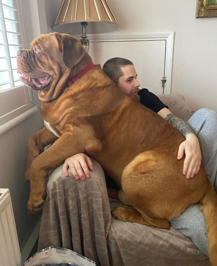 80 Dogs Who Don’t Understand How BIG They Are (New Pics)